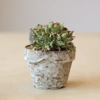 Agave titanota filigree Devil  × YAMABACHI var. 六本芽  no.221-1