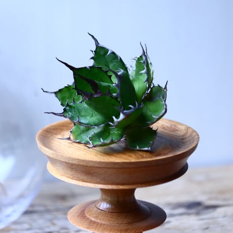 アガベ ホリダ    Agave horrida     no.1025-7