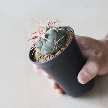 Thelocactus hexaedrophorus v. fossulatus / 緋冠竜 (2.5号鉢)  no.913/38