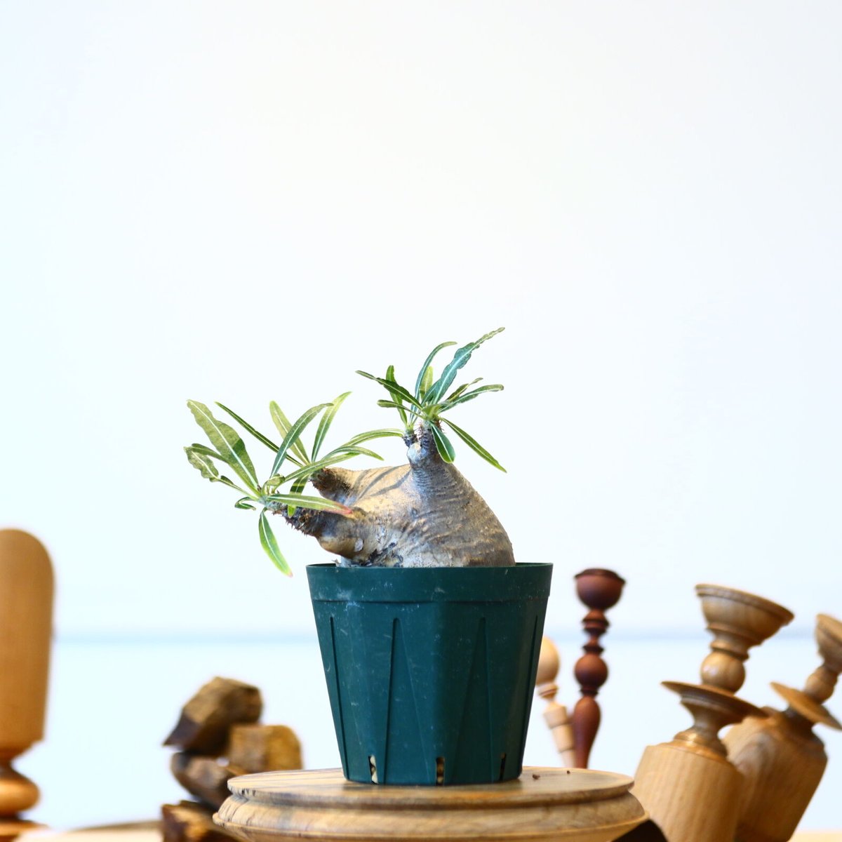 パキポディウムグラキリス52 52 パキポディウム グラキリス 現地球 発