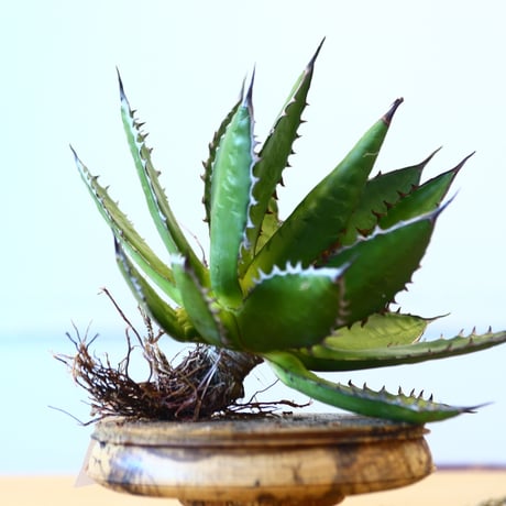 Agave horrida / Style of Chika   no.1015/19