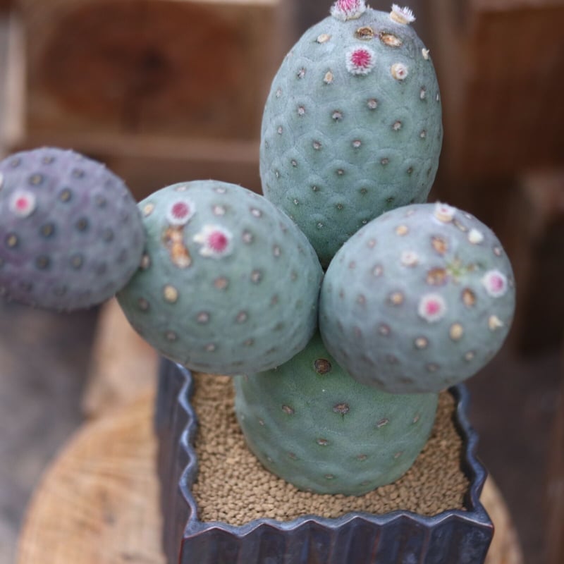 テフロカクタス ゲオメトリクス / Tephrocactus geometricus no