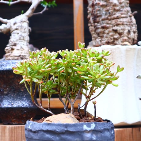 アエオニウム 小人の祭 ／ Aeonium sedifolium     no.60501