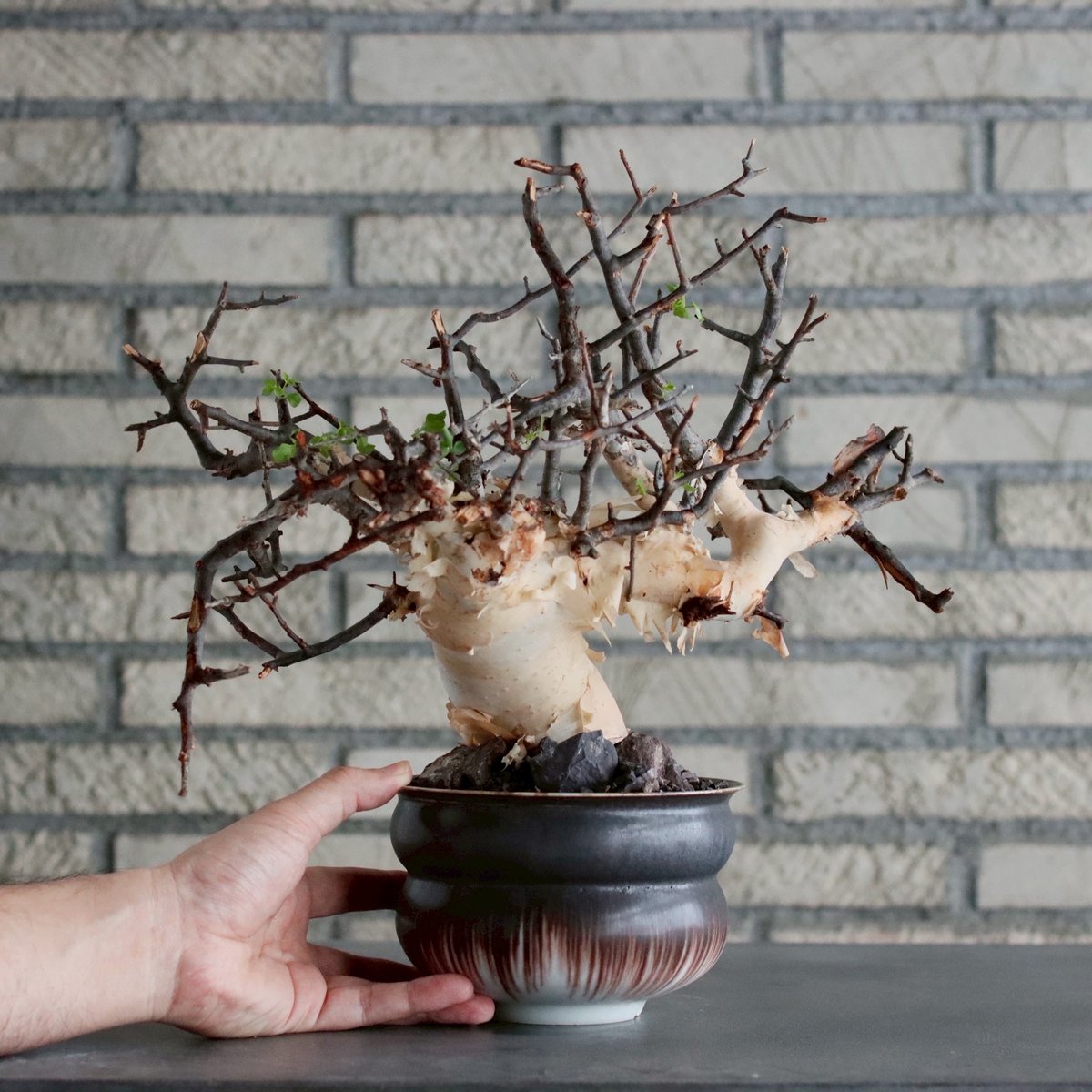 Commiphora kataf (pure) × 山山 特別共作鉢 (5号) no.101
