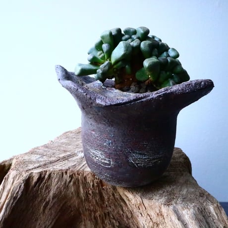 アロイノプシス  スクーネーシー   Aloinopsis schooneesii   No.008