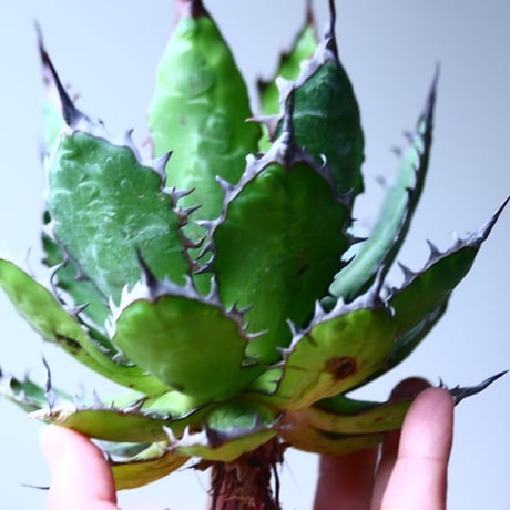 アガベ ホリダ    Agave horrida     no.1025-11