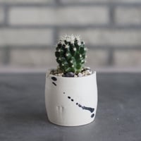 ユーフォルビア レシニフェラ / Euphorbia resinifera no.4300