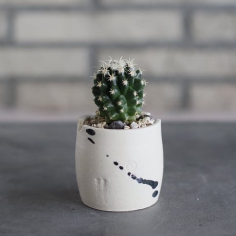 Echinocactus 短刺金鯱 × N/OH (2.5号鉢)  no.510/55