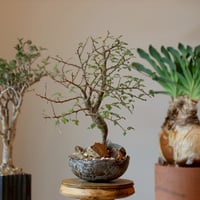 Bursera aptera × takero pot  (5号)  no.1214/4