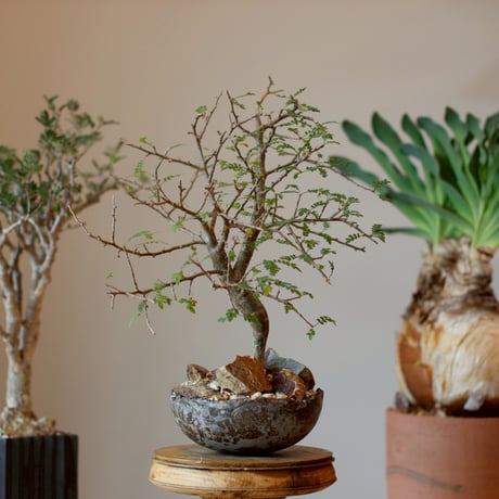 MASSES×M&M Mulch Box 芽の巣山 CATEGORY MASSES ×M&M | 芽の巣山