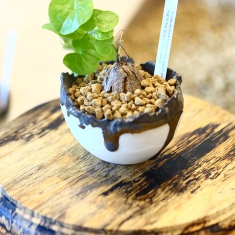 たけろうポット × Dioscorea elephantipe    no.110507
