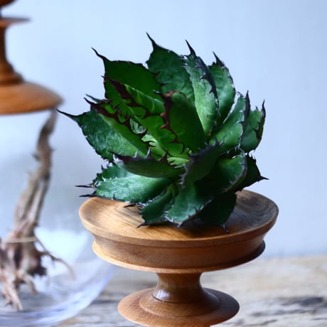アガベ ホリダ    Agave horrida     no.1025-11