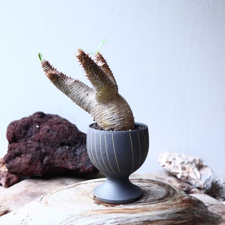 パキポディウム  マカイエンセ    Pachypodium Makayense  no72123
