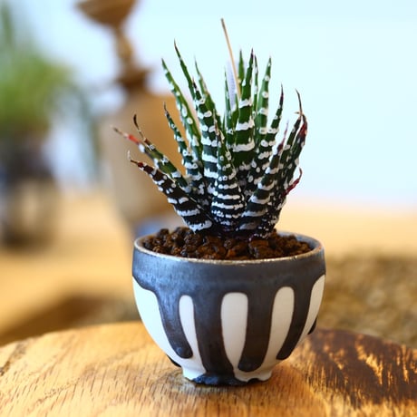 たけろうポット Haworthia 'Choveriba'   no.102218