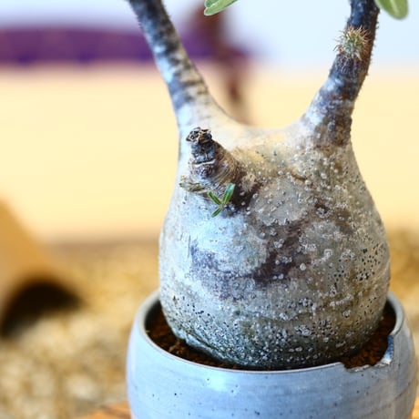 N/OH × Pachypodium  gracilius    no.61835