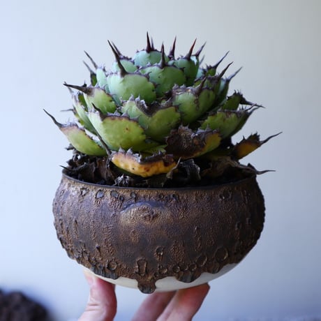 アガベ   ポタトラム    古株   Agave potatorum  old  no.51906