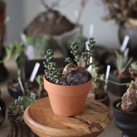 Sedum furfuraceum (玉蓮)  × YAMABACHI   no.1201-27