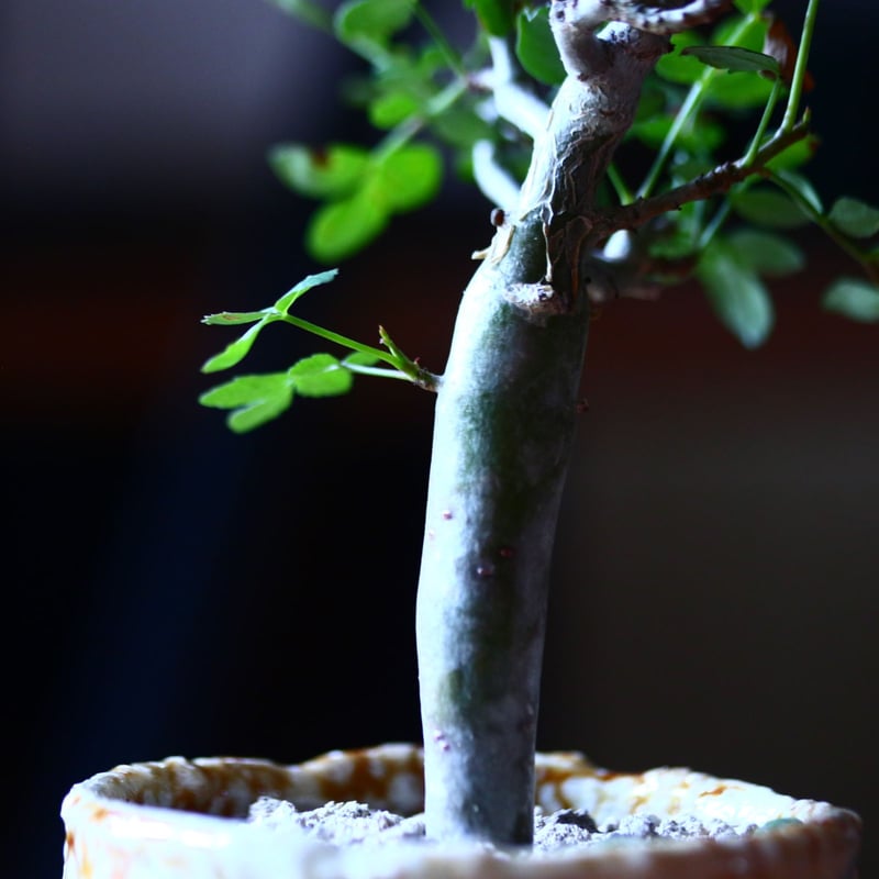 ブルセラ ファガロイデス Bursera fagaroides no.81644 | 芽の巣山