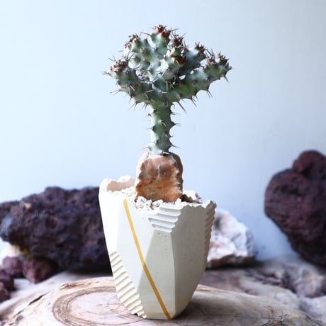 ユーフォルビア  ポンデローサ　 Euphorbia ponderosa　no.013
