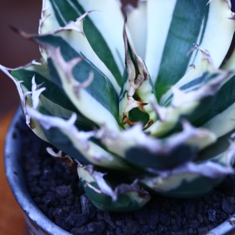チタノタ スナグルトゥース／Agave titanota 'Snaggle Tooth'    no.100347