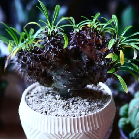 パキポディウム  ラメリー 綴化　Pachypodium lamerei f. crist.   no.81608