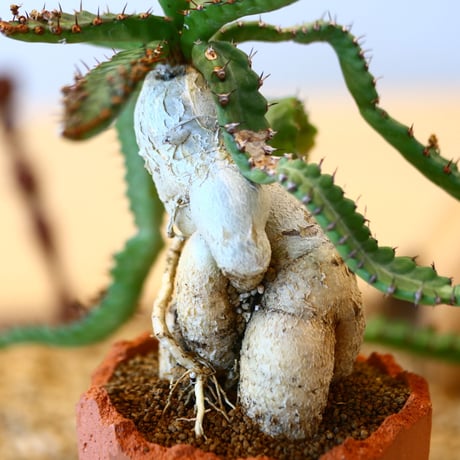 N/OH × Euphorbia stellata   no.61848