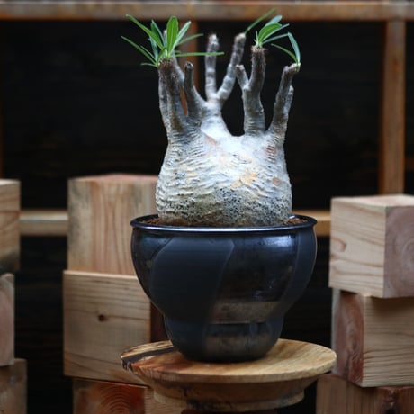 パキポディウム  グラキリス／Pachypodium  gracilius    no.91128