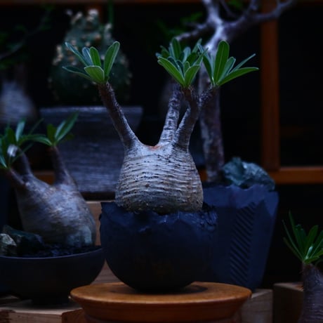 パキポディウム  グラキリス／Pachypodium  gracilius     no.100317