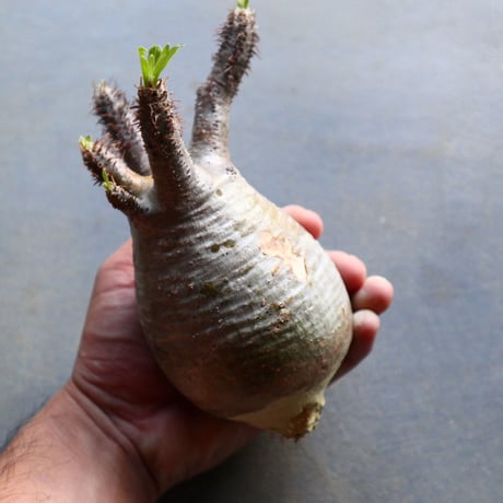 パキポディウム グラキリス 抜苗  Pachypodium rosulatum var. gracilius no.92936