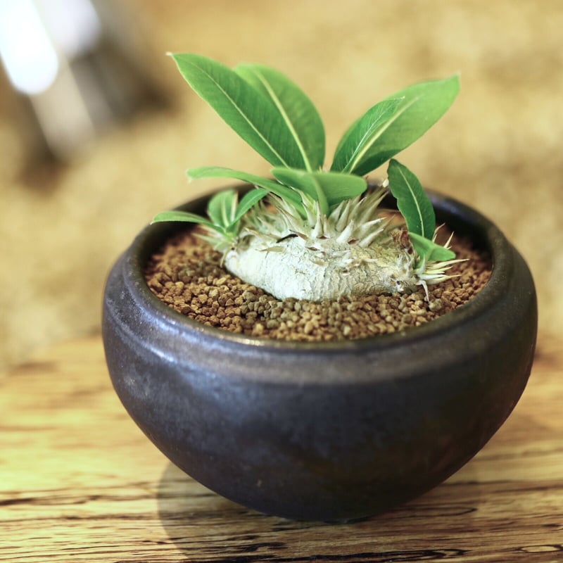 パキポディウム 恵比寿大黒 (実生) / Pachypodium Densicaule