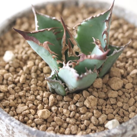 Agave titanota"FO-076" × YAMABACHI ver. takero pot　no.51916