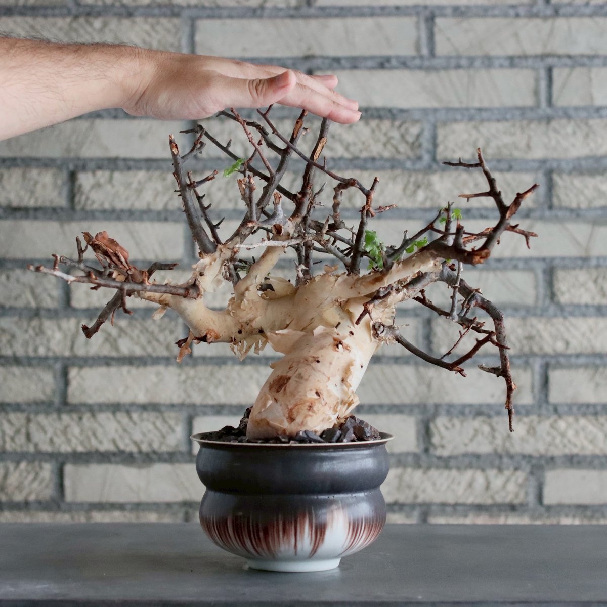 塊根植物 コミフォラ カタフ ピュア Commiphora kataf pure fit=scale-down,w=1200
