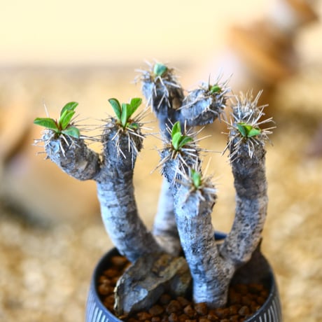 ユーフォルビア   ギラウミニアナ / Euphorbia guillauminiana   no.82019