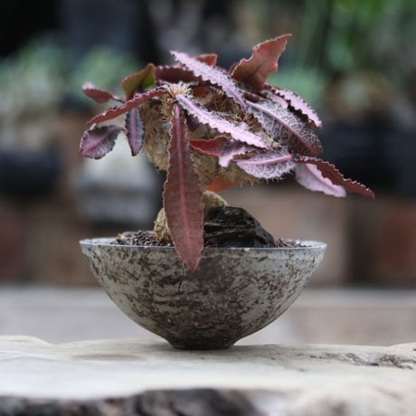 ユーフォルビア  フランコイシー／Euphorbia francoisii   no.103051