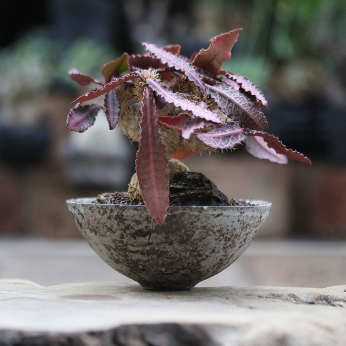 ユーフォルビア フランコイシー ユーフォルビア フランコイシー／Euphorbia francoisii no.1030