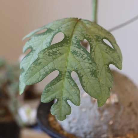 Adenia metamorpha   no.920-28