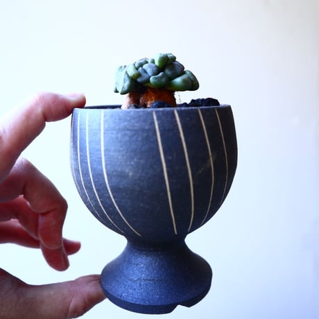 アロイノプシス  スクーネーシー   Aloinopsis schooneesii   no.11911