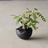 サイカチ/ twinz bonsai × takero pot (2号)  no.913/74