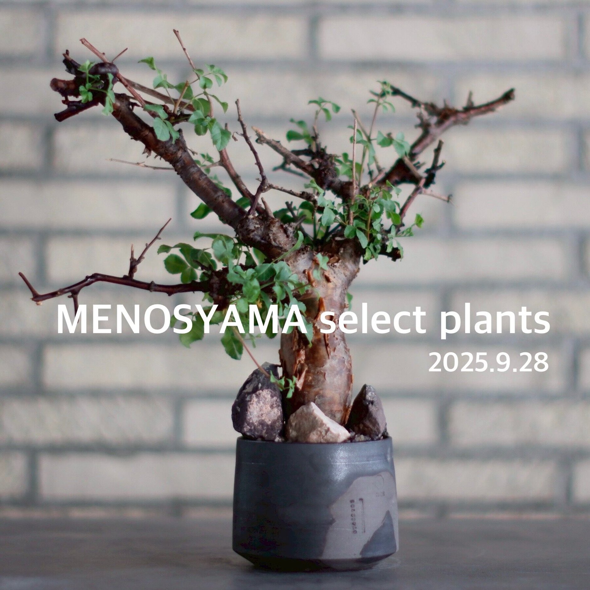 【新品未使用】作家鉢 手作り 植物 観葉 塊根 芽の巣山 カタチ製作所 素里 芽の巣山