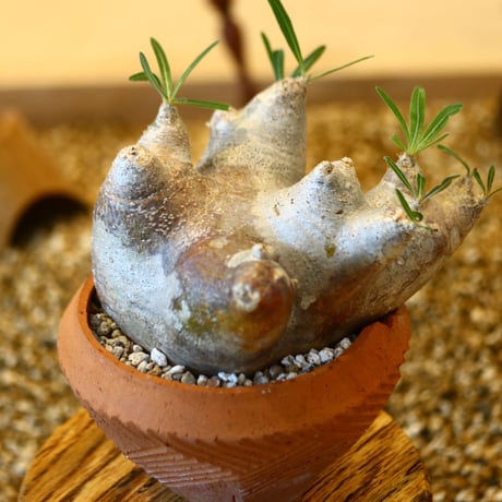 N/OH × Pachypodium densiflorum var. brevicalyx   no.61845