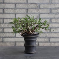 Boswellia neglecta × Atsushi Funakoshi (4.5号)  no.524/9