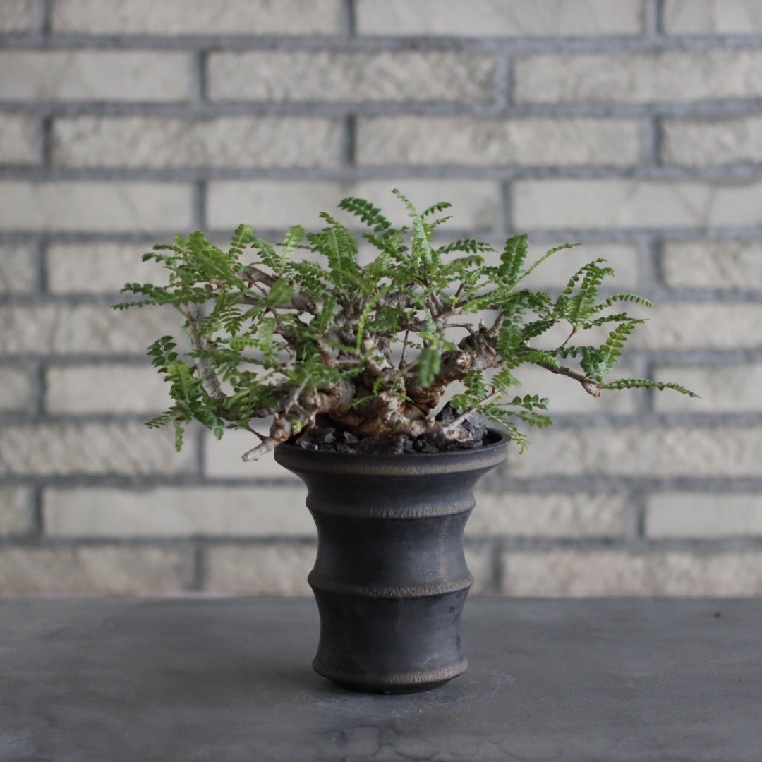 Boswellia neglecta × Atsushi Funakoshi (4.5号)