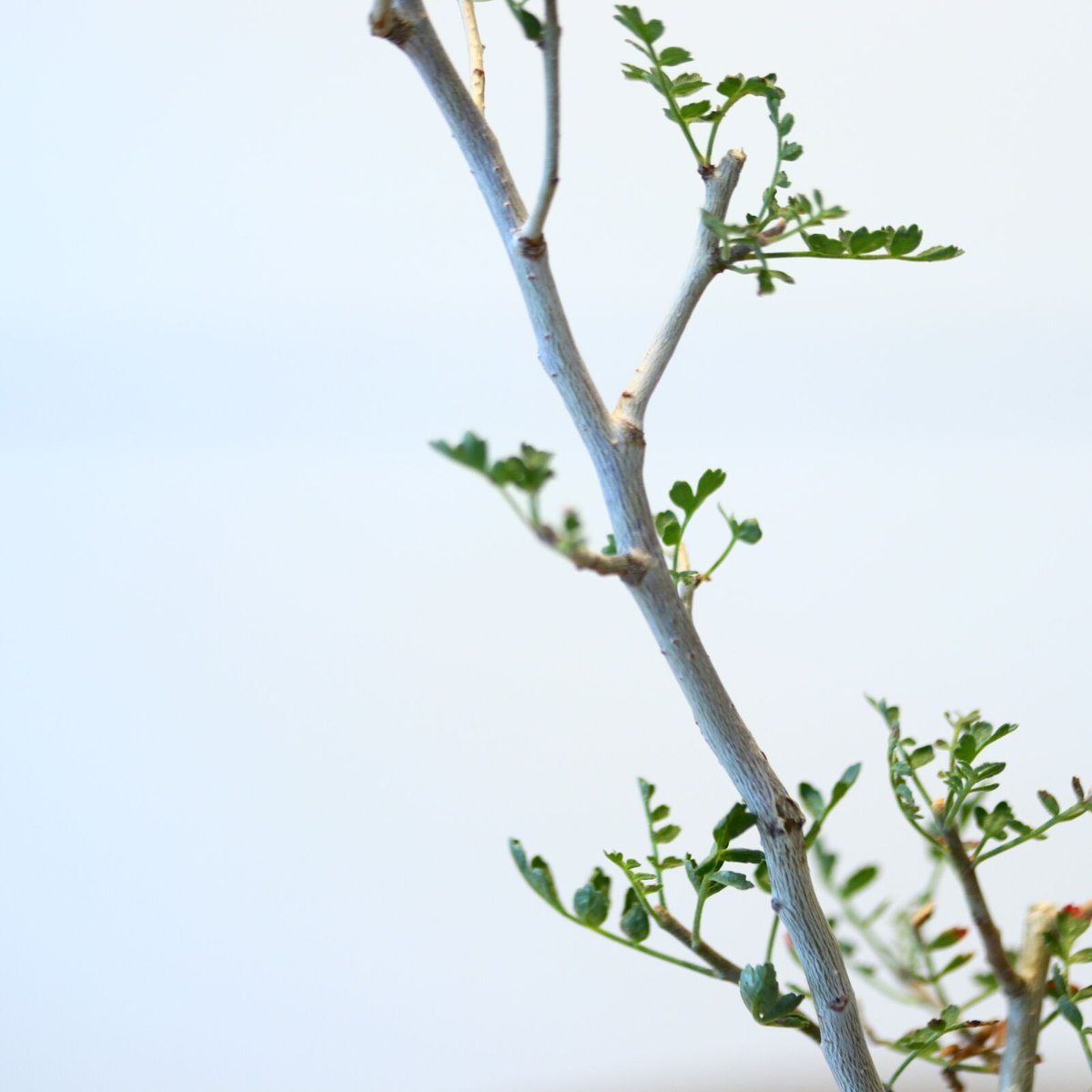 パキコルムス ディスカラー (象の木)実生 / Pachycormus discolor