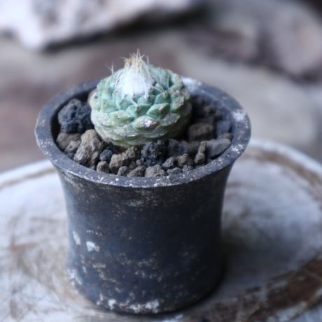 ストロンボカクタス  ディシフォルミス   菊水   Strombocactus disciformis no.90132