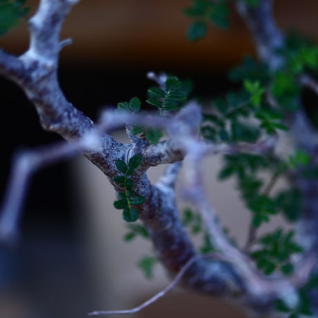 コミフォラ モンストローサ／Commiphora monstrosa   no.100352