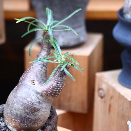 パキポディウム  グラキリス／Pachypodium  gracilius   no.32035