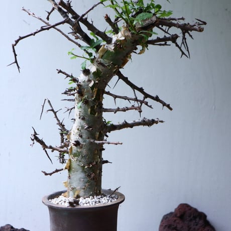 コミフォラ　エミニー　 Commiphora eminii　no.90823