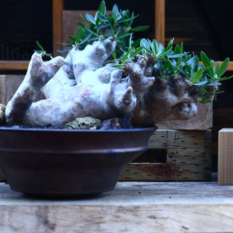 パキポディウム ブレビカリックス／Pachypodium densiflorum var. brevicalyx      no.82936