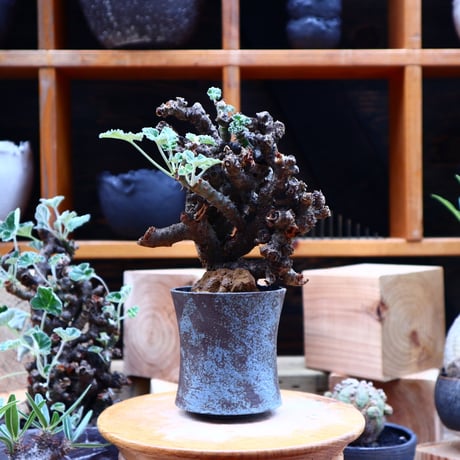 ぺラルゴ二ウム   エキナツム／Pelargonium  lechinatum   no.62712