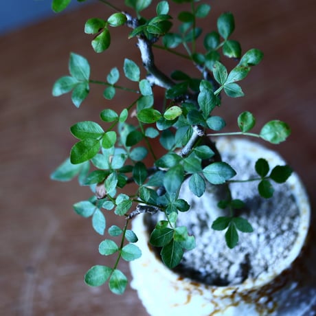ブルセラ   ファガロイデス  Bursera fagaroides no.81644